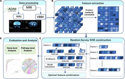 Research on Voxel-Based Features Detection and Analysis of Alzheimer’s Disease Using Random Survey Support Vector Machine